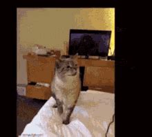 exploding kittens gif|cat sneeze explosion.